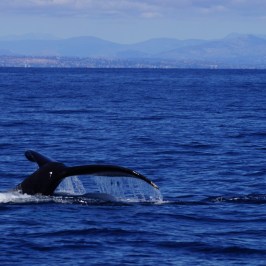 Humpback Whale