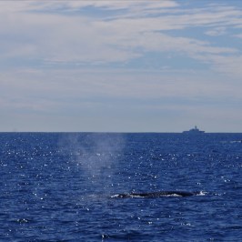Humpback Whale