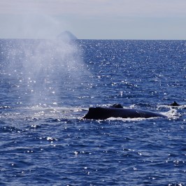 Humpback Whale