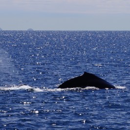 Humpback Whale