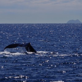 Humpback Whale Tail