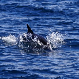 Common Dolphin