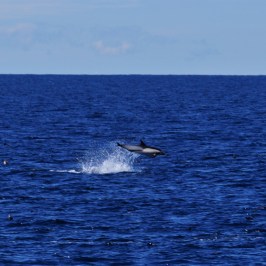 Common Dolphin