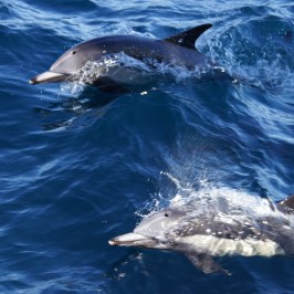 Two Dolphins