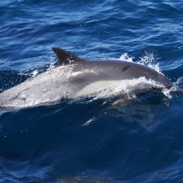 Dolphin San Diego