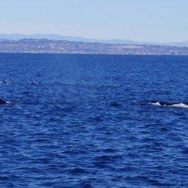 Two Humpback Whales