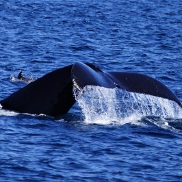 Humpback Tail