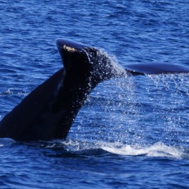 Humpback Tail