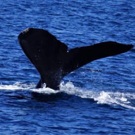 Humpback Tail