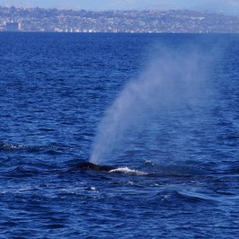 Humpback Blow