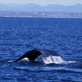 Humpback Tail
