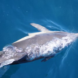 Dolphin under water