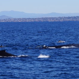 Two Humpback