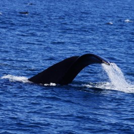 Humpback tail