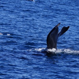 Humpback tail