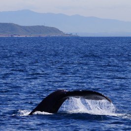 Humpback Tail