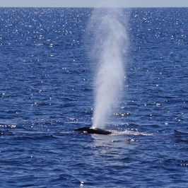 Humpback Blow