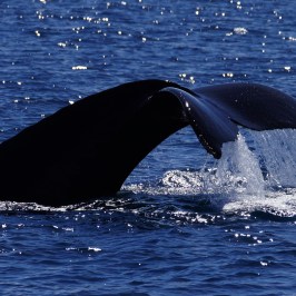 Humpback Tail