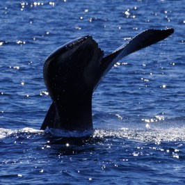 Humpback Tail