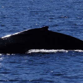 Dorsal fin humpback