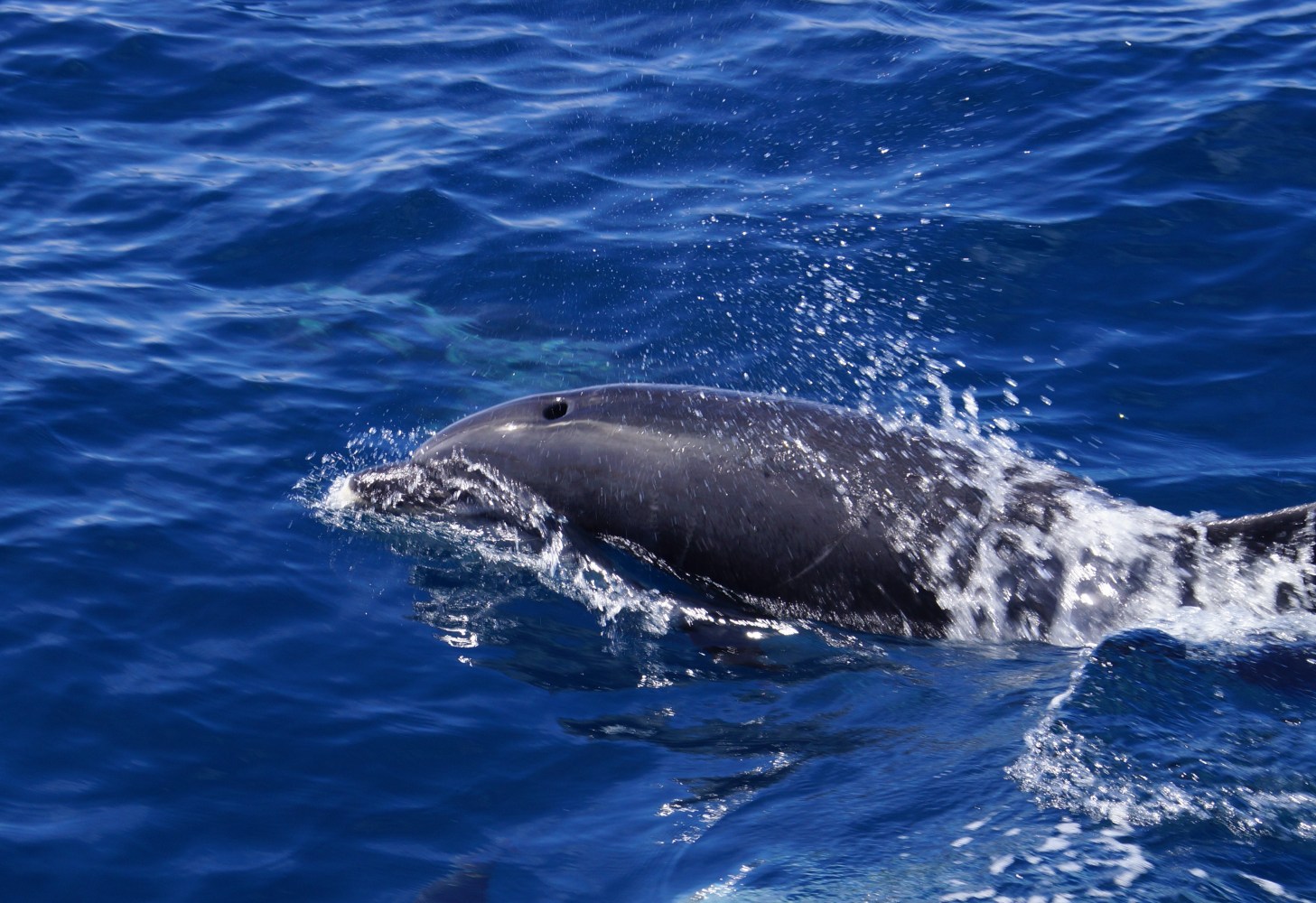 dolphin san diego in march