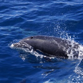 dolphin san diego in march