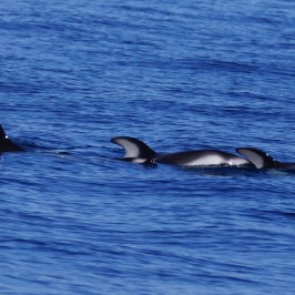 a bird flying over a body of water