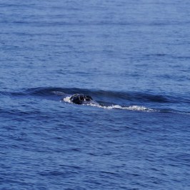 a whale swimming in a body of water