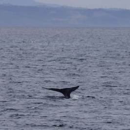 a whale jumping out of the water