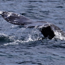 a whale swimming under water