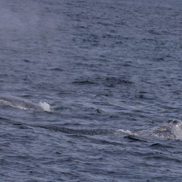 a whale swimming in a body of water