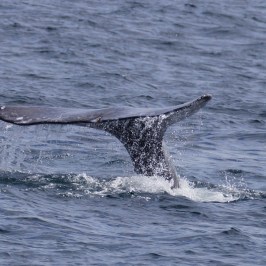 a whale jumping out of the water