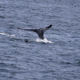 a whale jumping out of the water