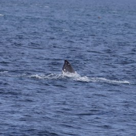 a whale jumping out of the water