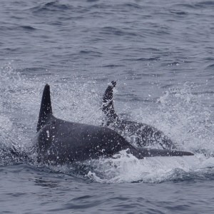 a whale jumping out of the water