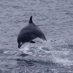 a dolphin jumping out of the water