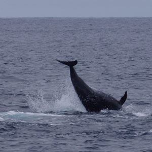 a whale jumping out of the water
