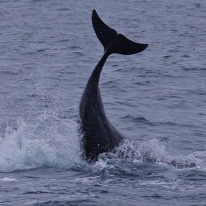 a whale swimming in a body of water