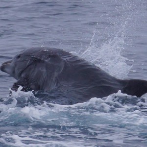 a dog swimming in a body of water