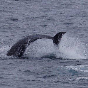 a whale jumping out of the water