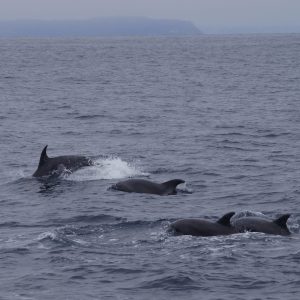 a dog swimming in a body of water