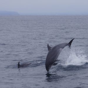 an animal swimming in the water