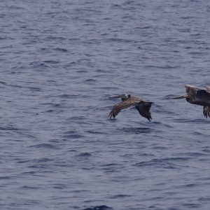 a bird flying over a body of water