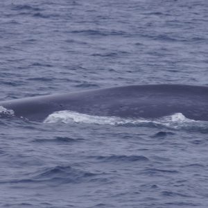 a whale jumping out of the water