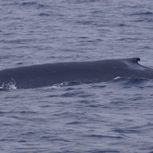 a whale jumping out of the water