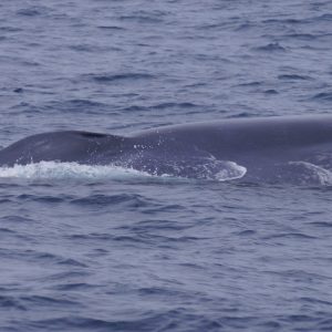 a whale jumping out of the water