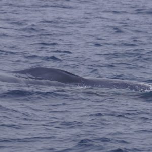 a whale jumping out of the water