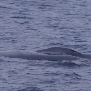 a whale jumping out of the water