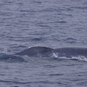 a whale jumping out of the water