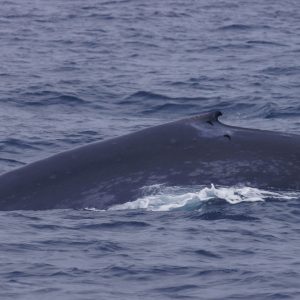 a whale jumping out of the water